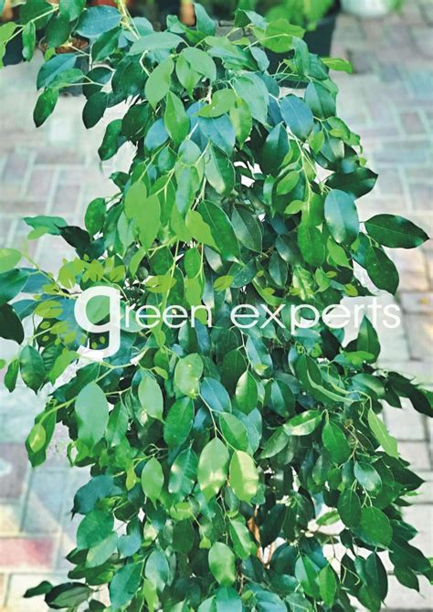 ficus benjamina moisture meter|ficus benjamina window.